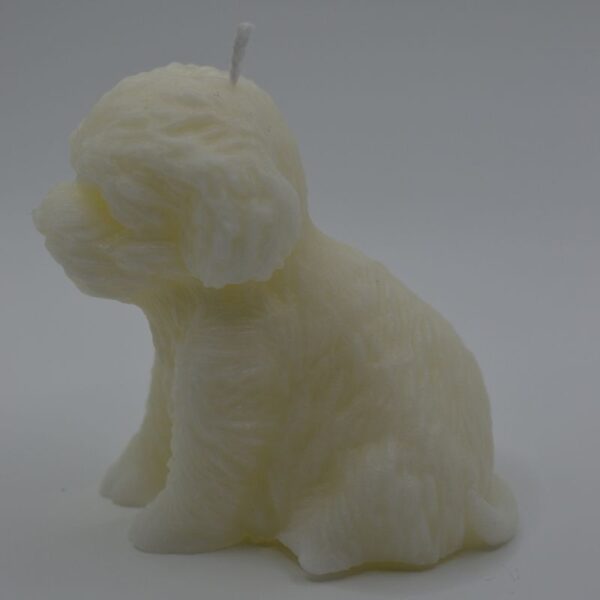 candela barboncino xs