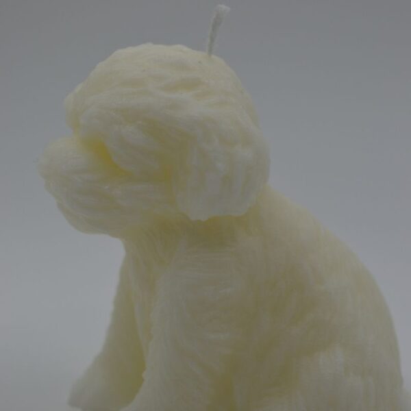 candela barboncino xs